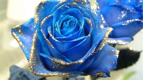 Black And Blue Rose Wallpapers Top Free Black And Blue Rose