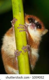 Wild Mouse Lemur Madagascar Stock Photo 1059052 | Shutterstock