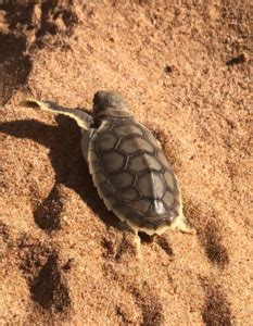 Tortuga Plana Natator Depressus Descubre Esta Tortuga Marina