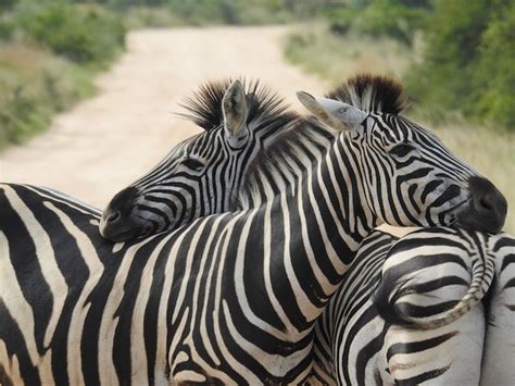 Strona 6 Zebra Bialym Tle Zdjęcia darmowe pobieranie na Freepik