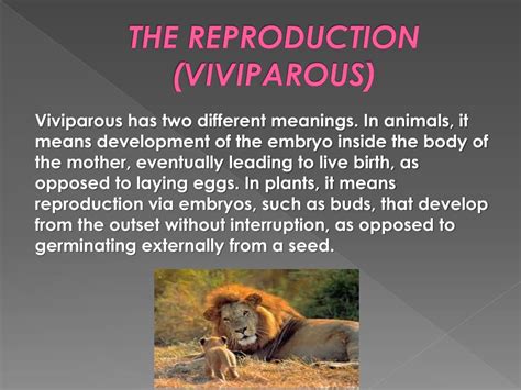 Ppt Vertebrate Characteristics Powerpoint Presentation Free Download Id 2269520