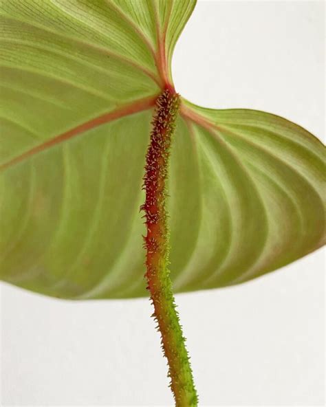 Philodendron Fuzzy Petiole Growing And Care Guide