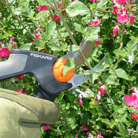 Basic Pruning Tips For Healthier Gardens