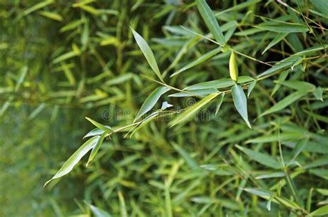 Folhas Verdes De Bambu No Jardim Foto De Stock Imagem De Crescimento