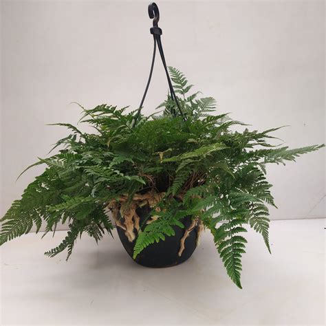 Davallia Fejeensis Rabbits Foot Fern Nurserybuy