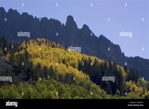 Coniferous And Deciduous Trees San Juan Mountain Range Colorado Stock