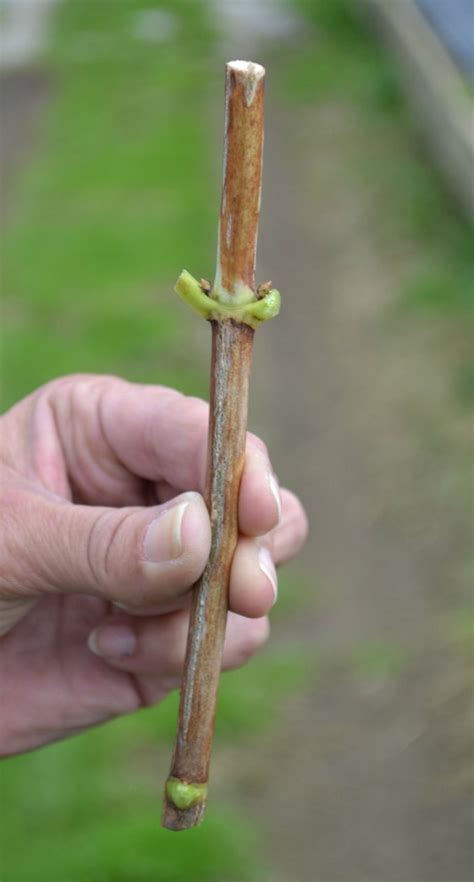 Annabelle Hydrangea Propagation, How to Root Cuttings