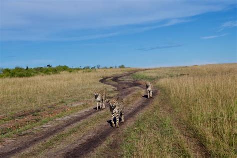 Safari in Masai Mara on Christmas - Eco Adventure Safaris