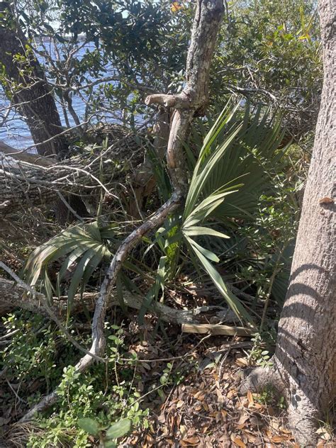 Sabal Minor At Hammocks Beach State Park North Carolina COLD HARDY