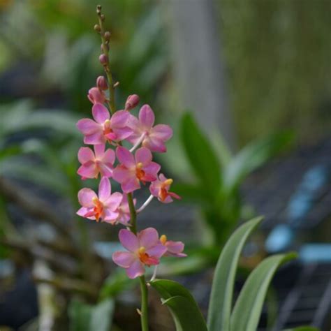 Buy Orchid Doritis Orange Sherbet Blooming Plants Amthai