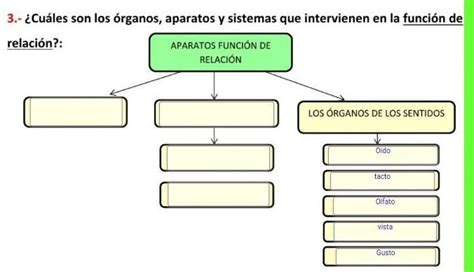 Cu Les Son Los Rganos Aparatos Y Sistemas Que Intervienen En La