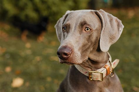 Weimaraner Sidewalk Dog