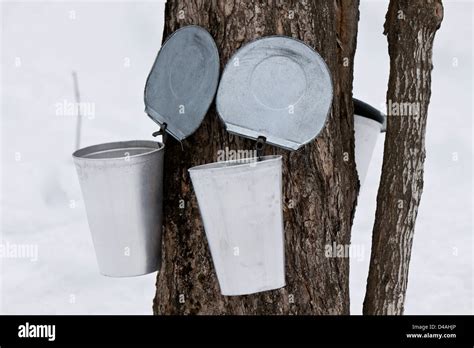 Bucket Collecting Maple Sapmaple Syrup Stock Photo Alamy