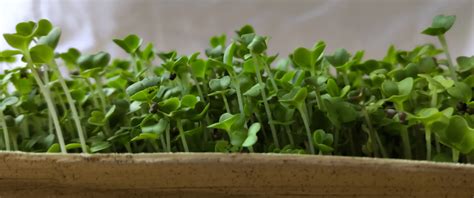 How To Grow Broccoli Microgreens At Home Fresh Greens