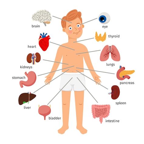 Órganos internos del cuerpo del niño Anatomía humana médica para niños