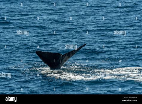 Sperm Whale Physeter Macrocephalus Displaying It S Tail Flukes As