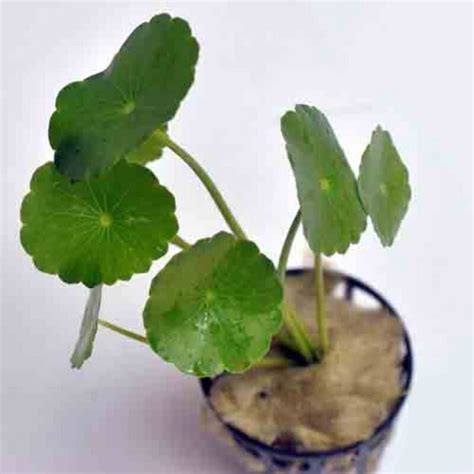 Hydrocotyle Verticillata - 5-6 Kök Saksı - Canlı Akvaryum Zemin Bitkisi