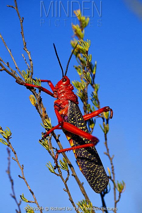 Red Locust stock photo - Minden Pictures