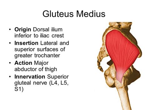 Gluteus Medius Pain At Iliac Crest