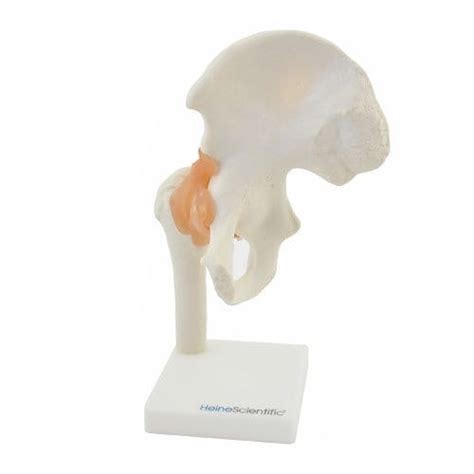 Szkielet Stawu Biodrowego Model Anatomiczny Medwil