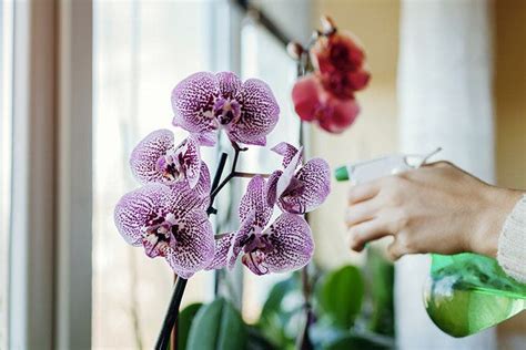 Cómo hacer que tus orquídeas vuelvan a florecer la guía paso a paso