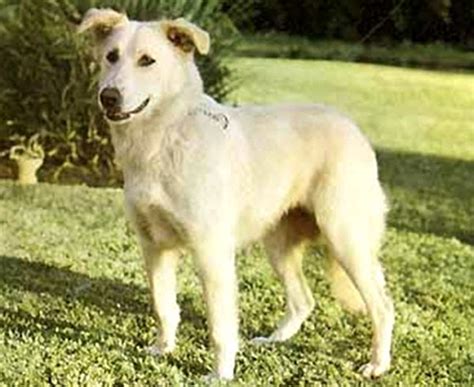 Aidi Dog: Origin, Characteristics, Lifespan, Uses