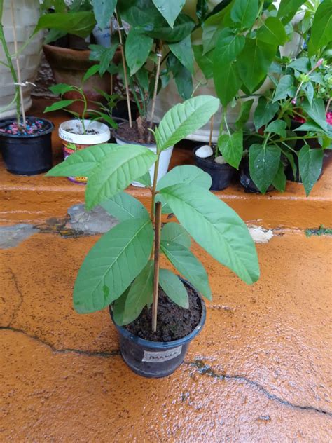 Goiaba é um Fruto ou Pseudofruto Mundo Ecologia