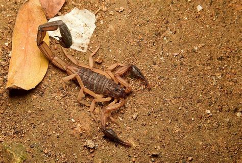 Centruroides edwardsii from Alvarado, Tolima, Colombia on May 5, 2024 ...