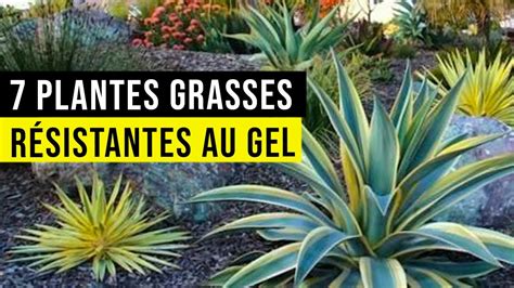 Plantes Grasses R Sistantes Au Sec Et Au Froid Youtube