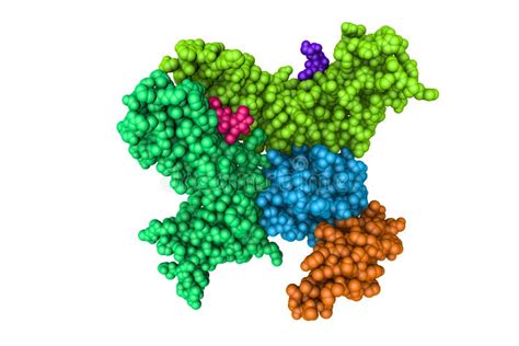 Space Filling Molecular Model Of Human Interleukin 15 Quaternary