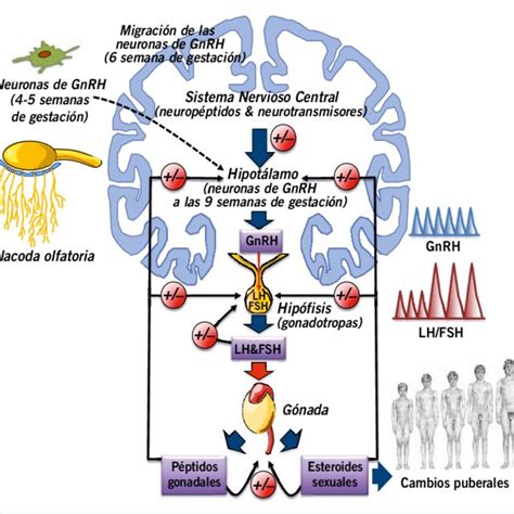 Eje hipotálamo hipófiso gonadal HHG La hormona hipotalámica