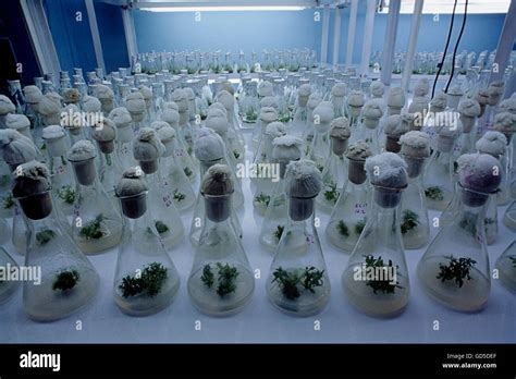 Tissue culture lab Stock Photo - Alamy