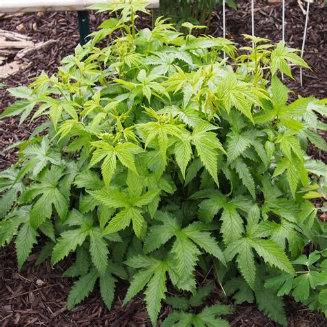 Filipendula Purpurea Alba Reine Des Pr S Vivace Fleurs Blanches