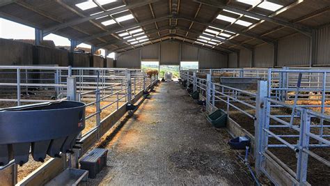 Whats In Your Livestock Shed New Calf Rearing Unit Eases Pressure Farmers Weekly