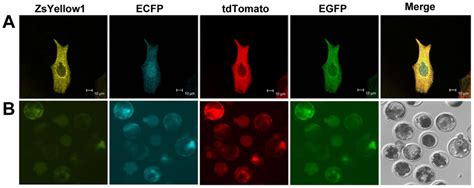 Co Expression Of The Four Fluorescent Proteins In Pffs And