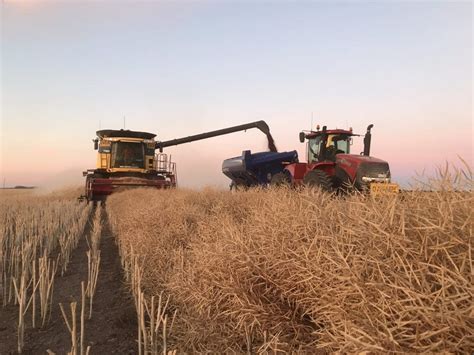 Canola Maintains Buoyancy Amid Harvest Pressure Grain Central