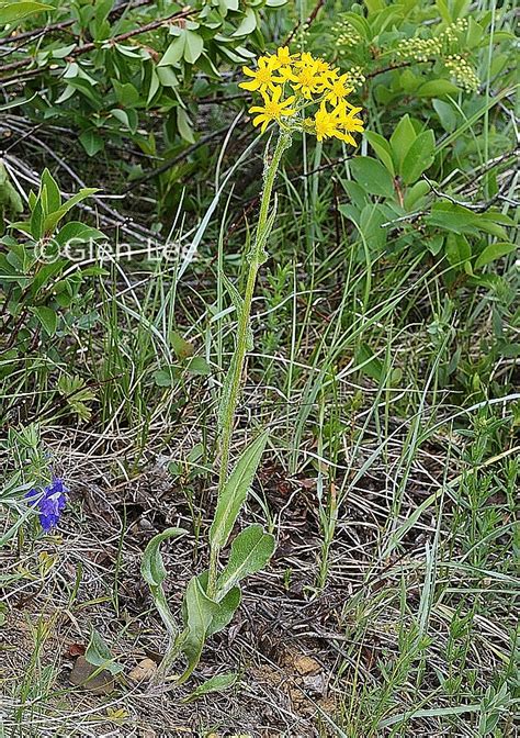 Senecio Integerrimus Photos Saskatchewan Wildflowers