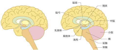 フリー 脳 構造 イラスト