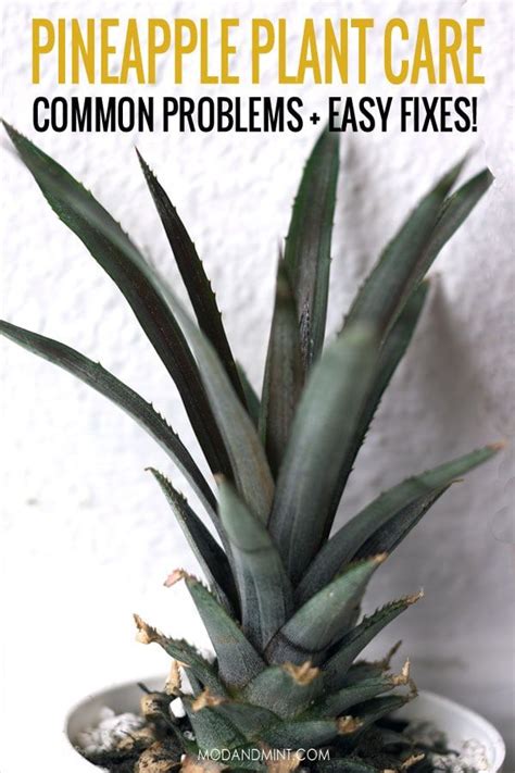 How To Grow And Care For A Pineapple Plant As A Houseplant Pineapple