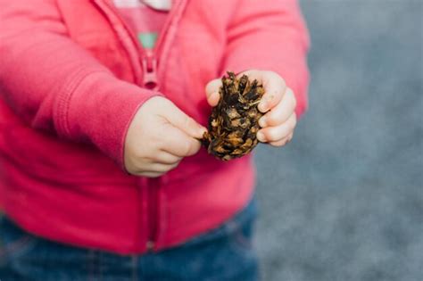 Premium Photo Midsection Of Girl Holding Pine Cone