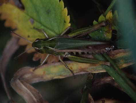 Grasshopper Crouches On A Blade Of Grass Summers Insects Chitin Photo Background And Picture For