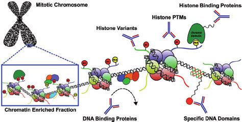 Strategies For The Enrichment Of Chromatin Bound Proteins