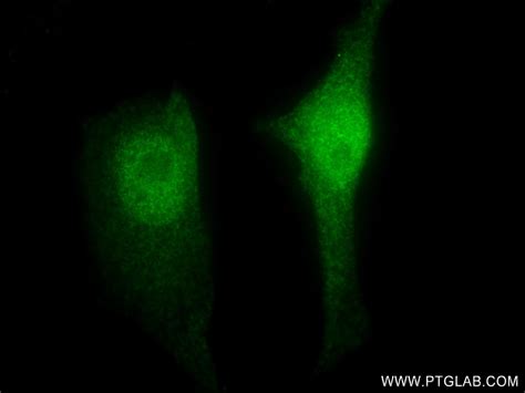 MAEA Antibody 83267 4 PBS Proteintech