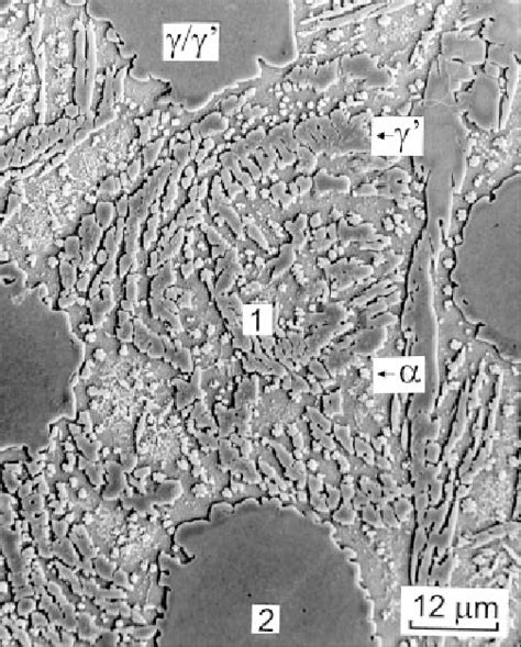 SEM Micrograph Showing Dendritic Morphology Of DS Alloy A V 2 78