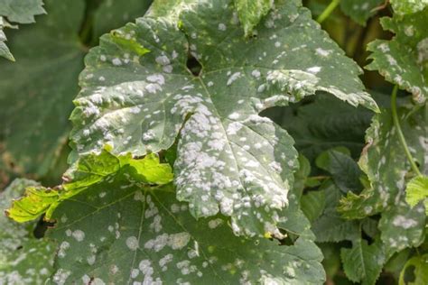 Understanding Powdery Mildew On Crepe Myrtles