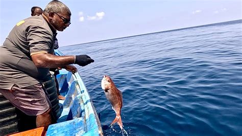 Catching Snowy Grouper Fish Rosy Snapper Grouper Fish In The Sea