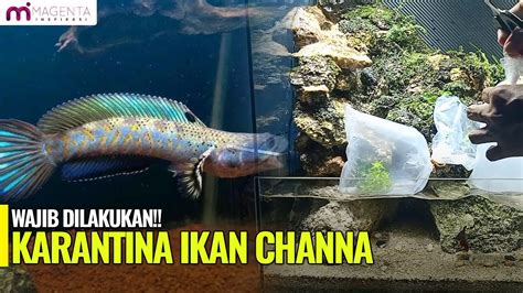 CARA KARANTINA IKAN CHANNA YANG BARU DATANG YouTube