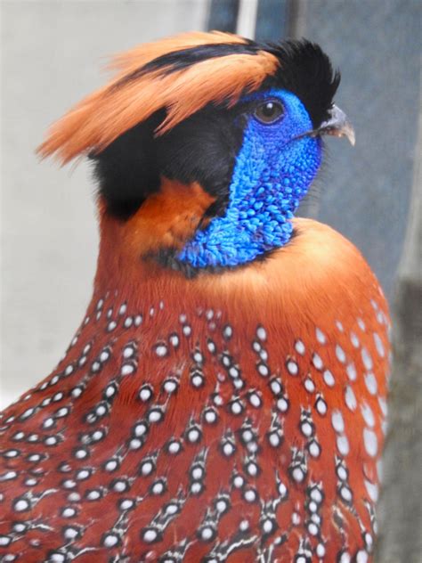 Temminck’s Tragopan Pheasant | SIMILAR BUT DIFFERENT IN THE ANIMAL KINGDOM