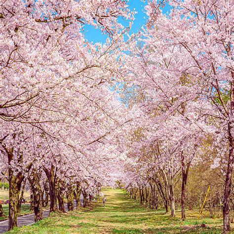 美しい桜に逢いに行こう～北関東のさくら名所～【2023】 2023年3月27日掲載 ライブドアニュース