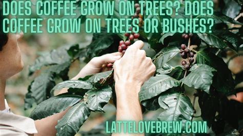 Does Coffee Grow On Trees Does Coffee Grow On Trees Or Bushes Latte